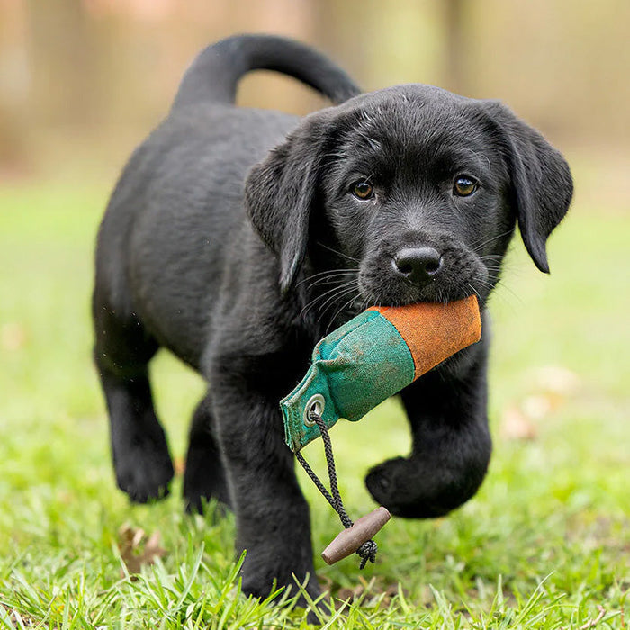 Hoddy's Wild British Game for Puppies - 6kg - Premium  from Hoddy's Premium Dog Food - Just £45! Shop now at Hoddy's Premium Dog Food