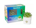 ZendoZones fruit fly trap with a succulent plant on a white background